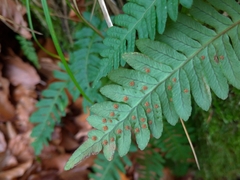 Polypodium