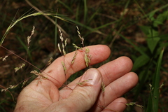 Poa
