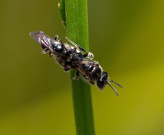 Euhesma crabronica