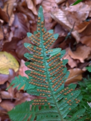 Polypodium