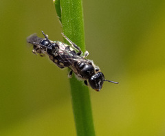 Euhesma crabronica