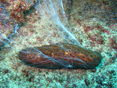 Holothuria sanctori