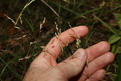 Poa