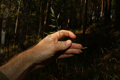 Poa