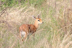 Raphicerus campestris