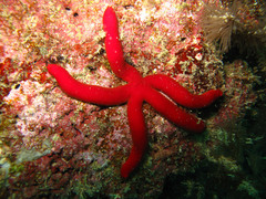 Ophidiaster ophidianus