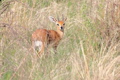 Raphicerus campestris