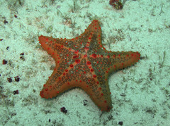 Oreaster clavatus