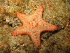 Oreaster clavatus