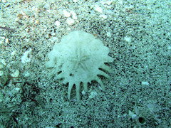 Rotula deciesdigitatus