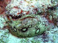 Aplysia dactylomela