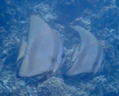 Platax orbicularis