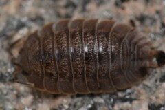 Porcellio dilatatus