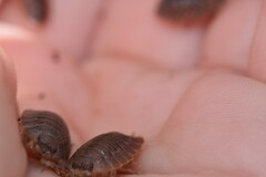 Porcellio dilatatus