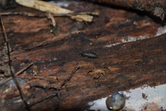 Mitoplinthus caliginosus