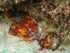 Conus ermineus