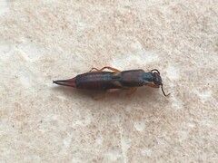 Forficula auricularia