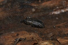 Mitoplinthus caliginosus