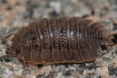 Porcellio dilatatus