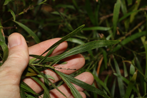 Image of Daviesia arborea by (c) Greg Tasney, some rights reserved (CC BY-SA)