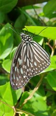 Ideopsis vulgaris macrina