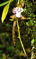 Sarcochilus australis