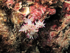 Flabellina llerae