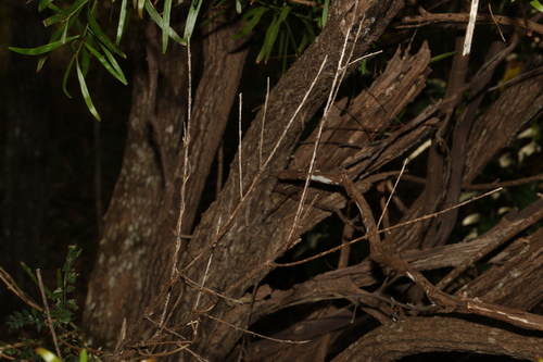 Image of Daviesia arborea by (c) Greg Tasney, some rights reserved (CC BY-SA)