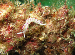 Flabellina llerae