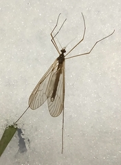 Trichocera annulata