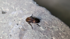 Ripiphoridae