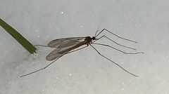 Trichocera annulata