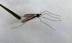 Trichocera annulata