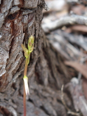 Cryptostylis ovata