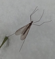 Trichocera annulata