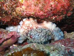 Octopus vulgaris