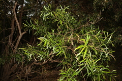 Daviesia arborea