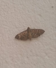 Pilocrocis ramentalis