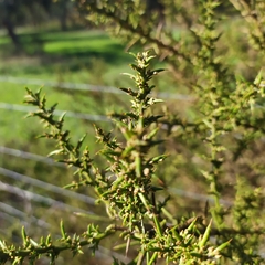 Ulex australis