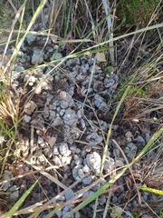 Hystrix africaeaustralis