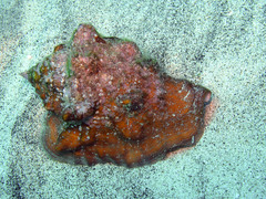 Thetystrombus latus