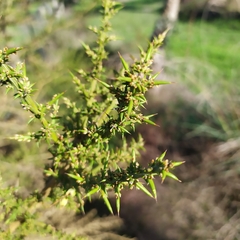Ulex australis