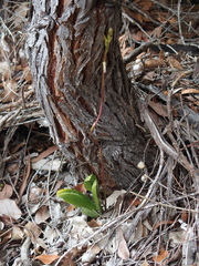 Cryptostylis ovata