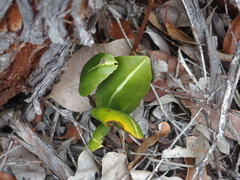Cryptostylis ovata