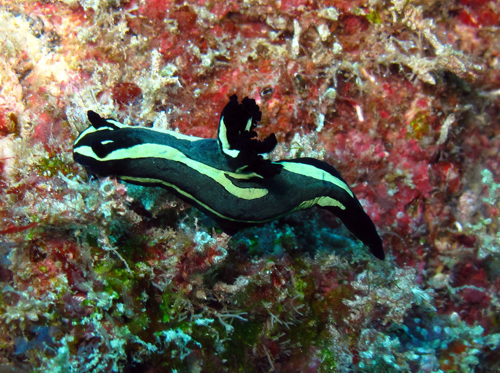 Tambja fantasmalis