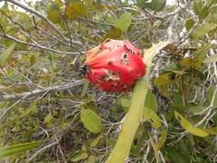 Selenicereus setaceus