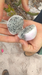 Selenicereus setaceus