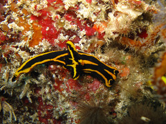Tambja simplex