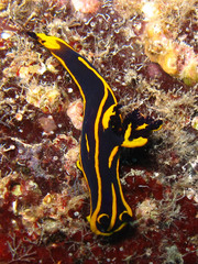 Tambja simplex