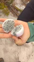 Selenicereus setaceus